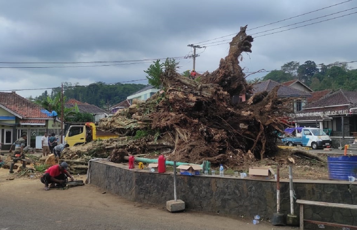 Beringin Raksasa Berusia 300 Tahun Lebih Roboh di Majalengka 