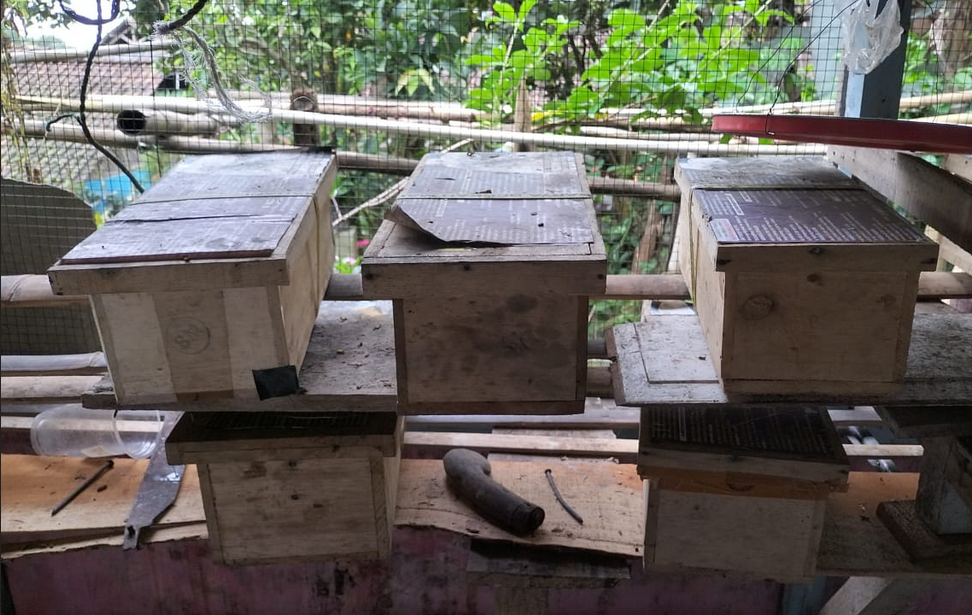 Peternak Lebah Klanceng di Kuningan Putus Asa, Kandang Penangkaran Dibiarkan Mangkrak