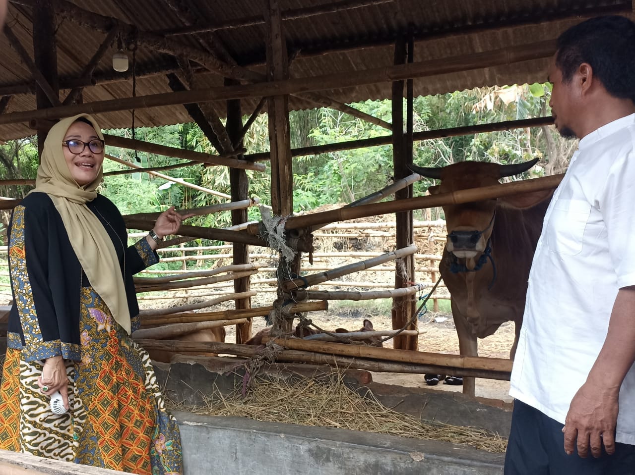 Hj Eti Herawati Kunjungi Peternak Sapi di Argasunya: Siap Kembangkan Potensi Peternakan di Kota Cirebon