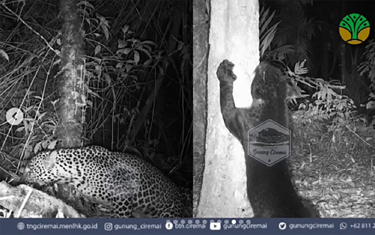 Yang Ditunggu Harimau Jawa, Yang Nongol Justru 3 Ekor Macan, Inilah Misteri Gunung Ciremai