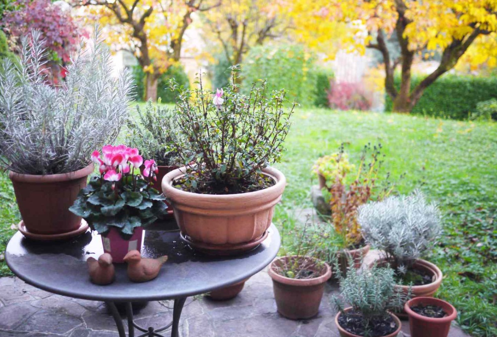 Punya Halaman Kecil? Ini 7 Tanaman Outdoor Minimalis yang Hemat Tempat dan Mudah Dirawat