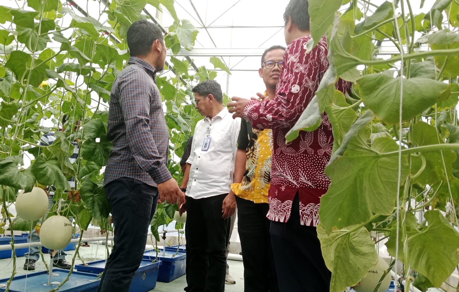 APEMI Gandeng TIKA dan Kemendes, Budidaya Melon Premium Greenhouse Kian Moncer di Indramayu