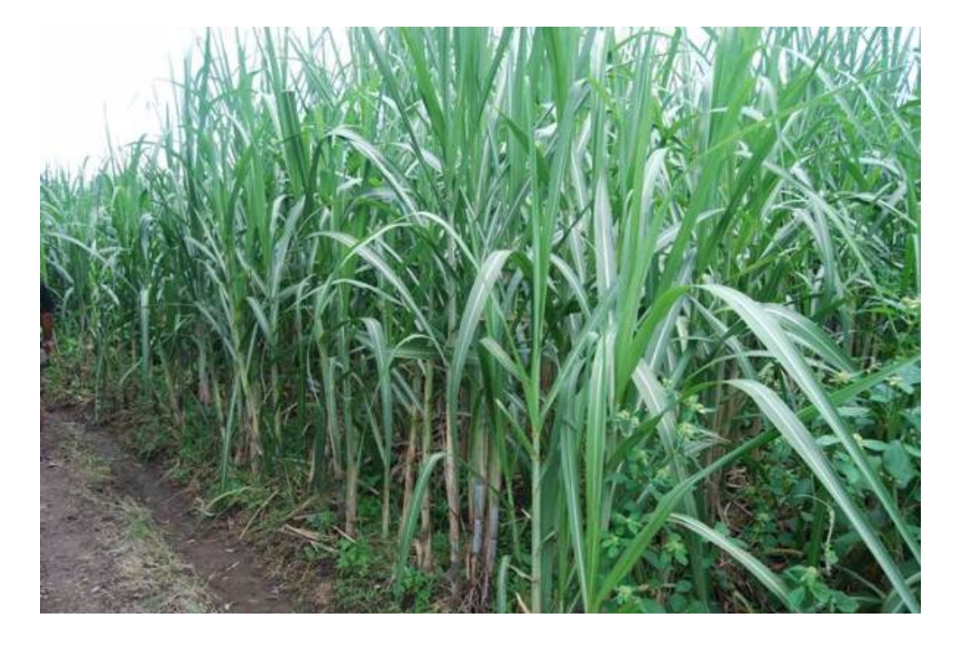 Target Swasembada Gula 2028, Ini Tantangan Besar yang Dihadapi Pemerintah