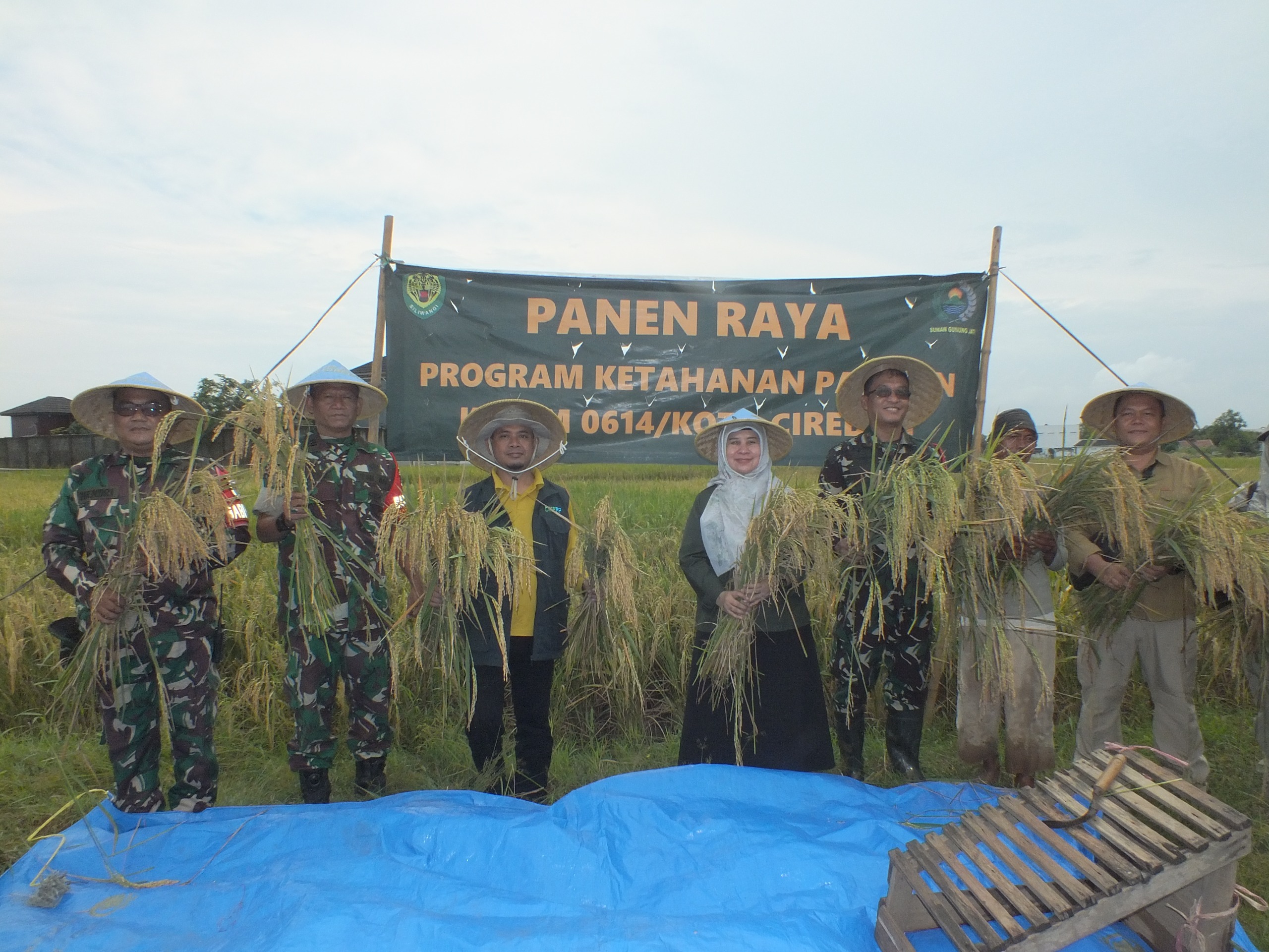 Dandim 0614/Kota Cirebon dan Kadis Pertanian Laksanakan Panen Padi Bersama di Argasunya
