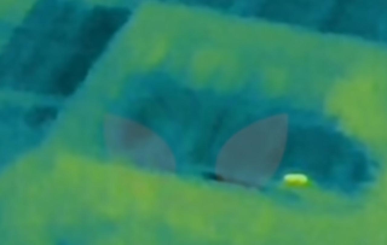 Penampakan Macan Tutul dari Kuningan yang Kabur di Lembang Park Zoo Terekam Drone Thermal