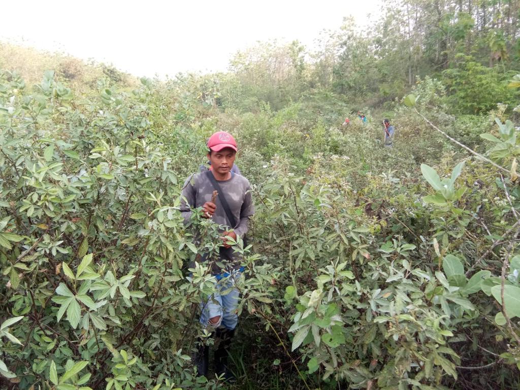 Pencarian Warga Hilang di Hutan Sumurkondang Cirebon, Puluhan Orang Dikerahkan