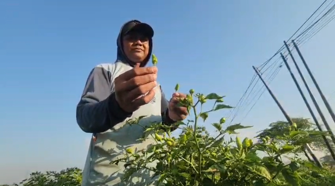 Ironi Harga Cabai Melonjak, Petani di Cirebon Mengaku Belum Nikmati Keuntungan
