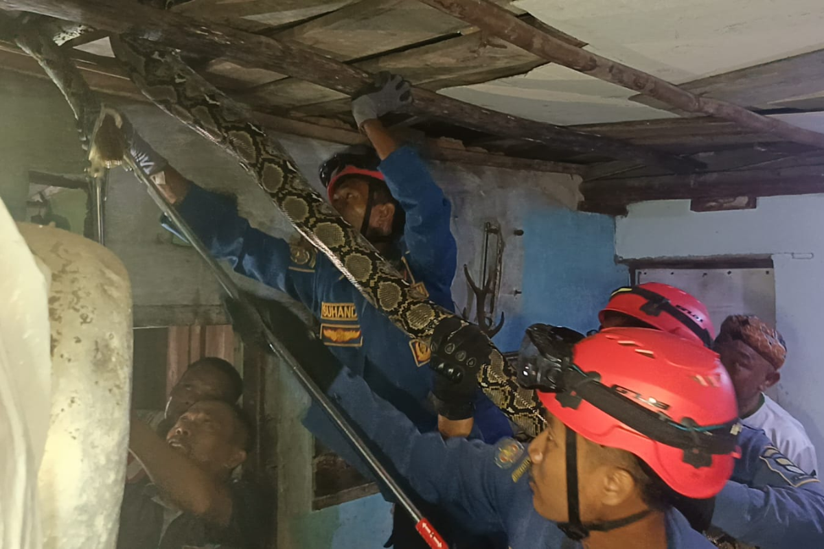 Ular Sanca 6 Meter Muncul di Plafon Rumah Warga Cirebon, Evakuasi Dramatis