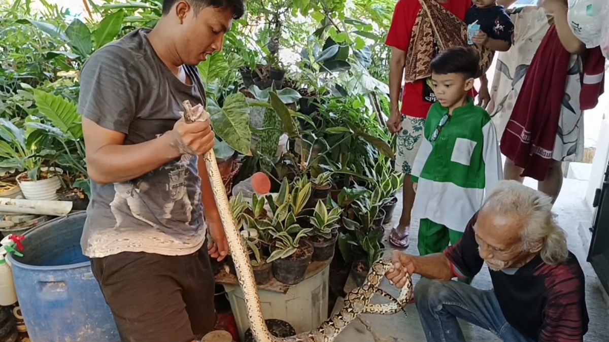 Ular Sanca Batik Bikin Heboh Warga Banjarwangunan Cirebon, Panjang 3 Meter