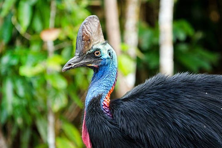 4 Spesies Burung Paling Berbahaya di Dunia