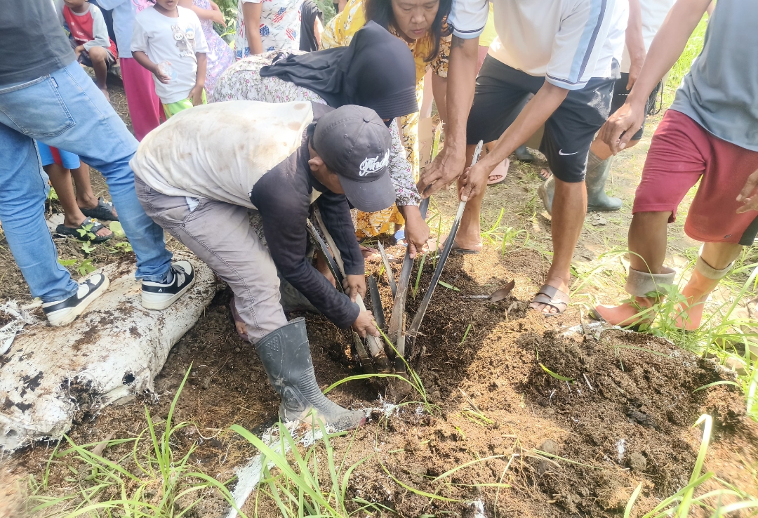 Resapan Air Terancam, Polemik Sawit di Cirebon Timur Berpotensi Picu Konflik Warga