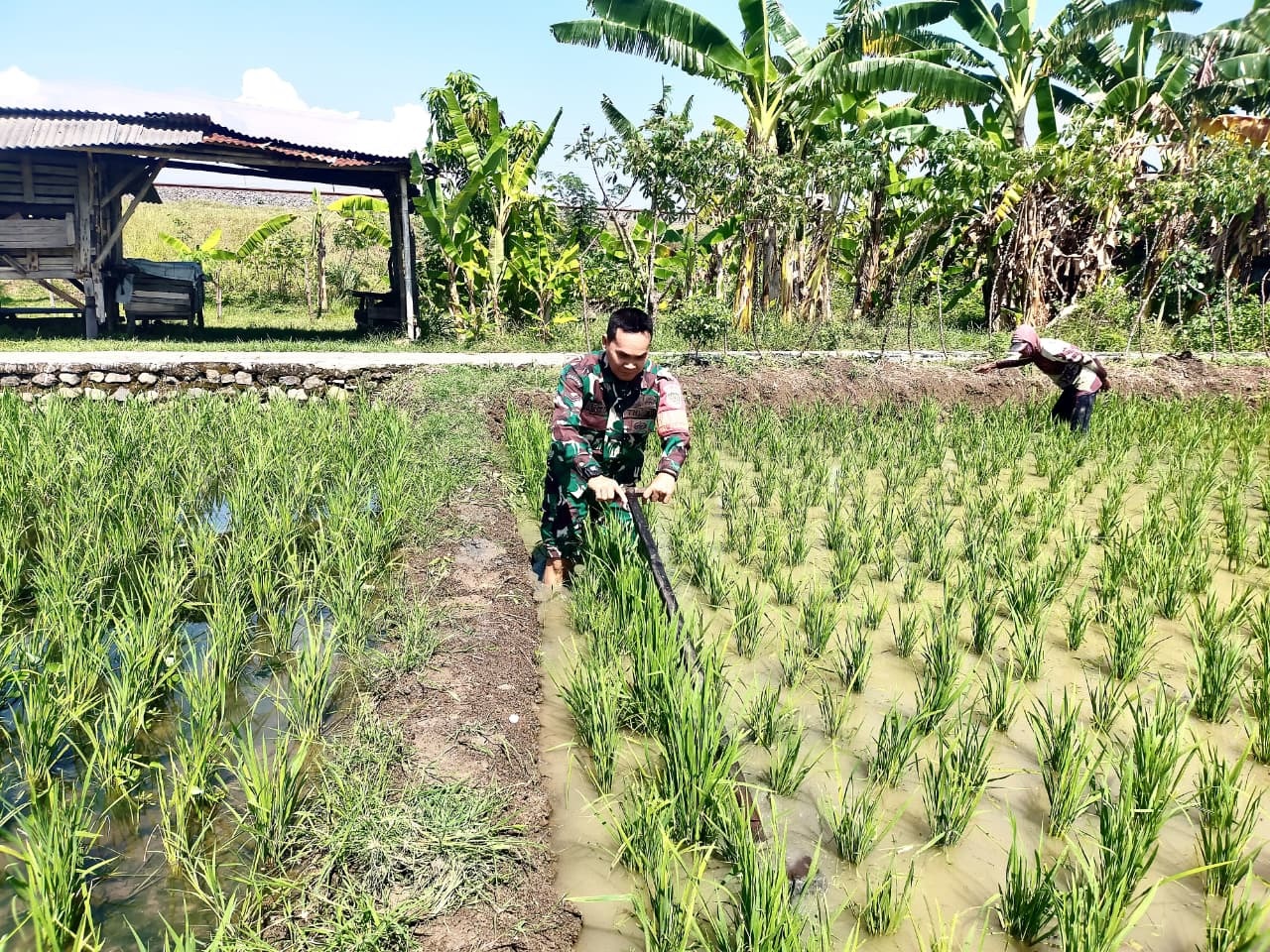 Simpan Senjata, Babinsa Kelurahan Pegambiran Turun Bantu Petani di Sawah 