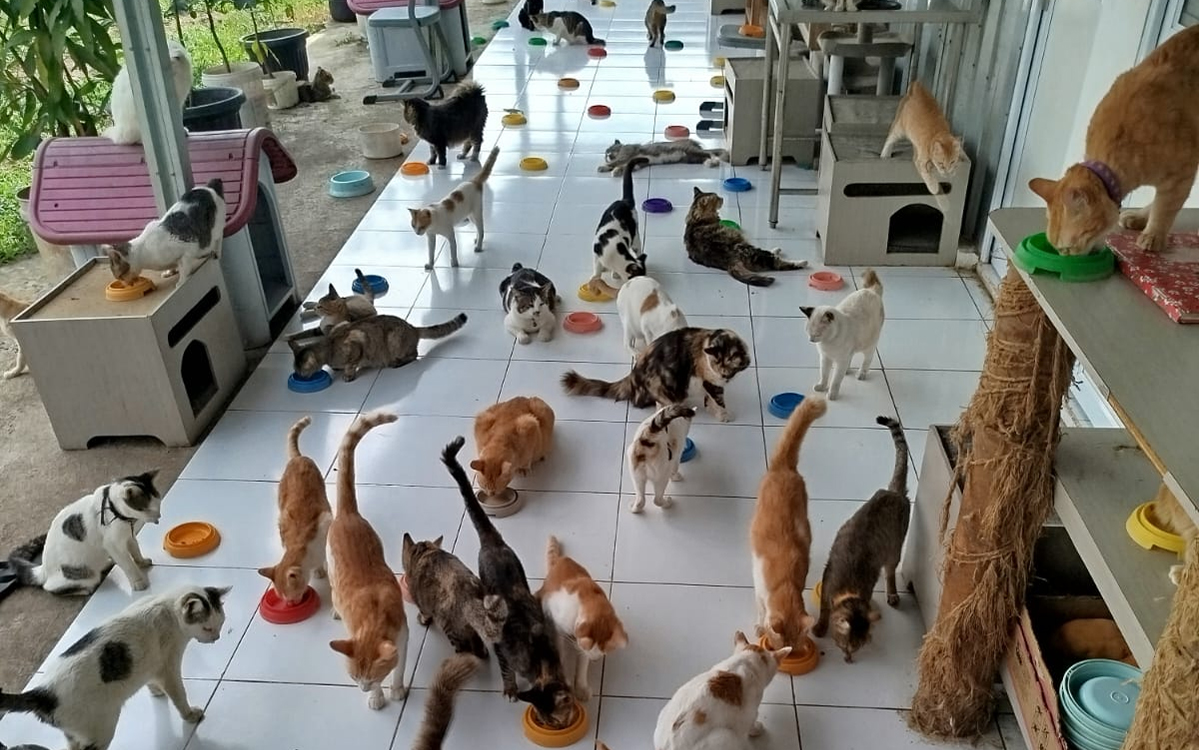 Selamatkan 200 Kucing Terlantar, Tania Harap Pemilik Hewan Peliharaan Lebih Bertanggung Jawab