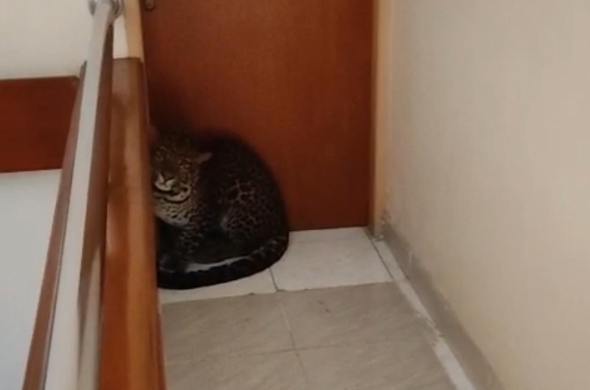 Kondisi Terkini Macan Tutul Masuk Hotel di Bandung, BBKSDA Pertimbangkan Lokasi Pelapasan