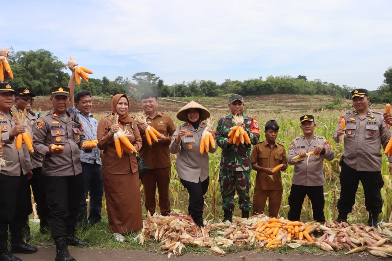 Panen Jagung Polresta Cirebon, Bukti Nyata Dukungan Terhadap Swasembada Pangan Nasional