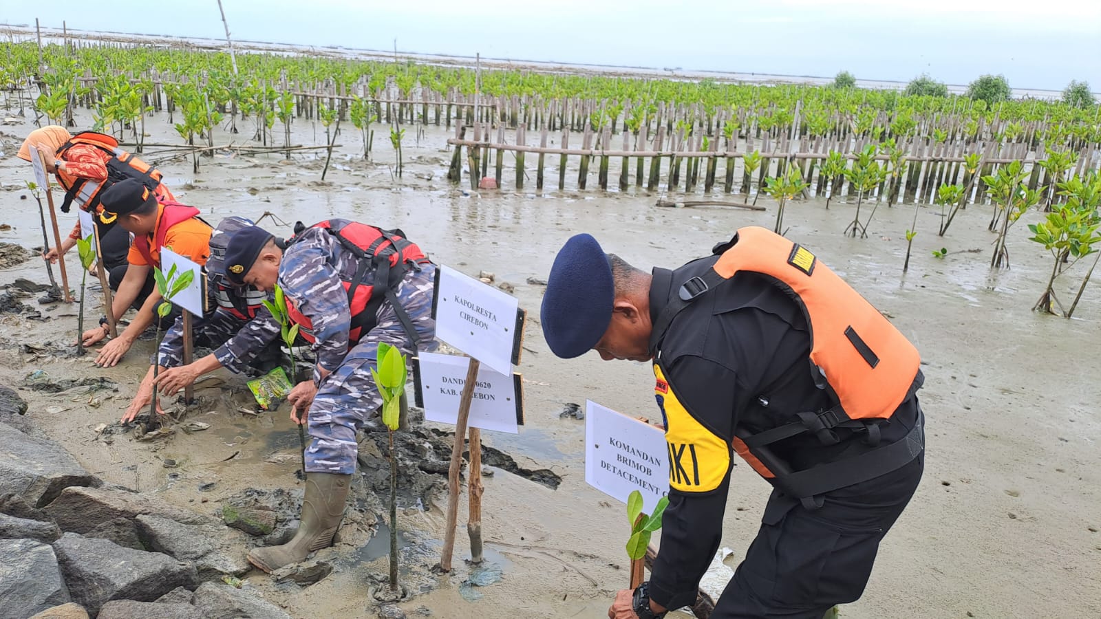 Kantor SAR Bandung Tanam 500 Bibit Mangrove di Pantai Muara Bondet