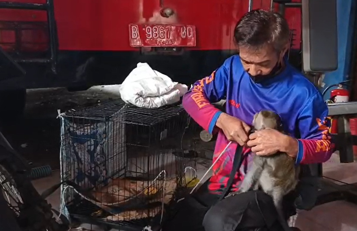 Berkeliaran Berhari-hari dan Agresif, Kera Ekor Panjang Dievakuasi Damkar di Kuningan