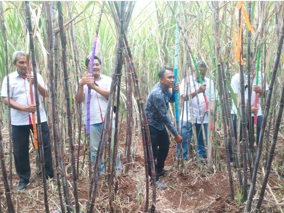 Selamatan Kebun Tebu, Distan Kab Cirebon: Semoga Panen dan Giling Berjalan Lancar