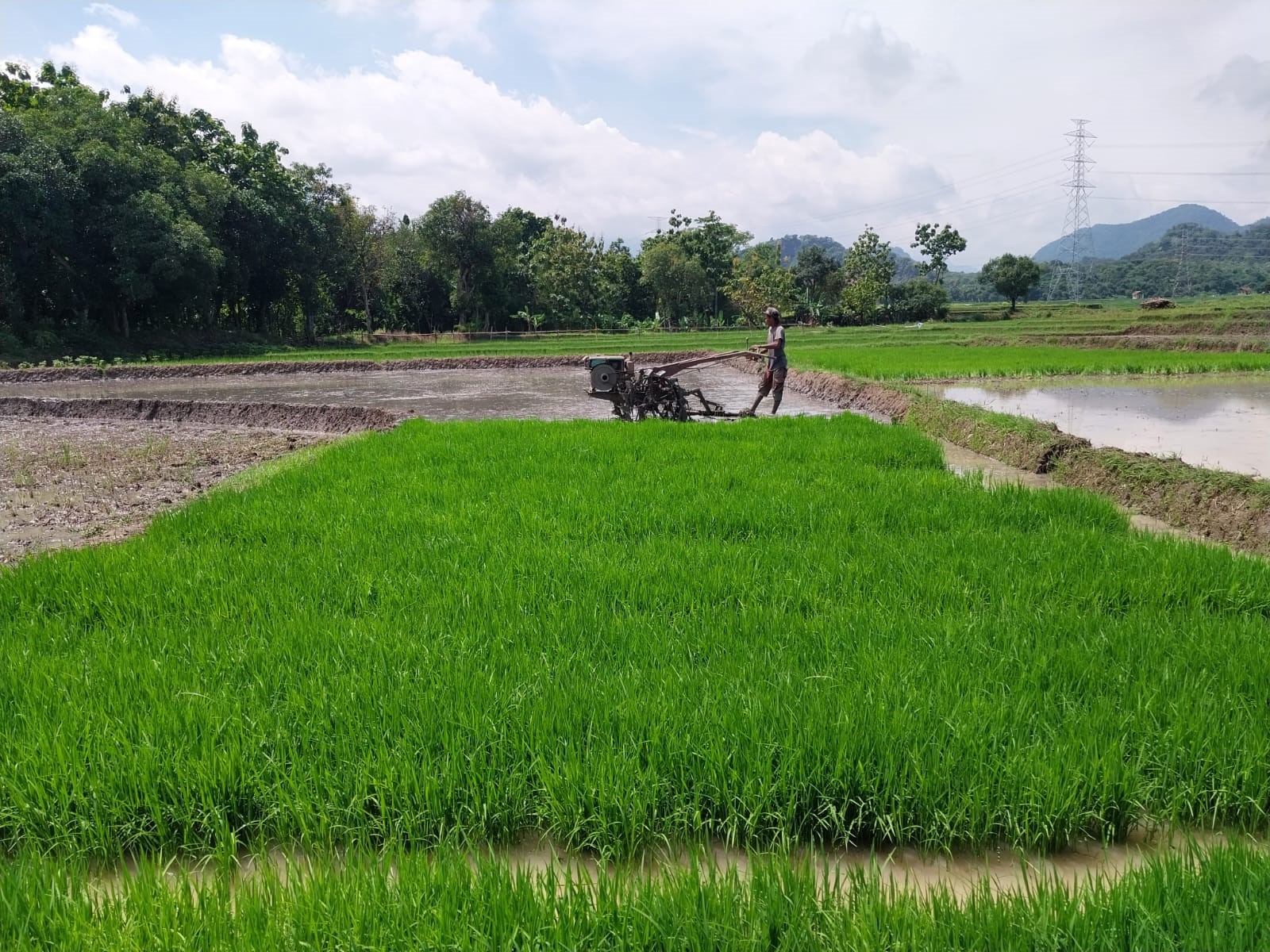 Distan Kabupaten Cirebon Tergetkan Produksi Padi Terjaga