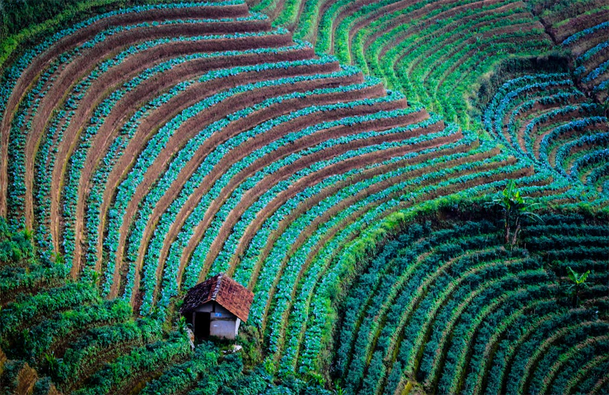 Harga Tiket Masuk Terasering Panyaweuyan Majalengka, Pesona Alam yang Memukau