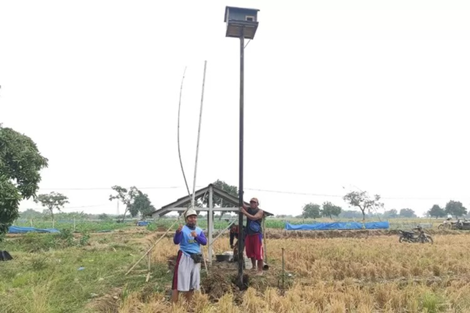 Setelah Ular, Pemkab Indramayu Kembangkan Hewan Lain Sebagai Penangkal Hama Tikus