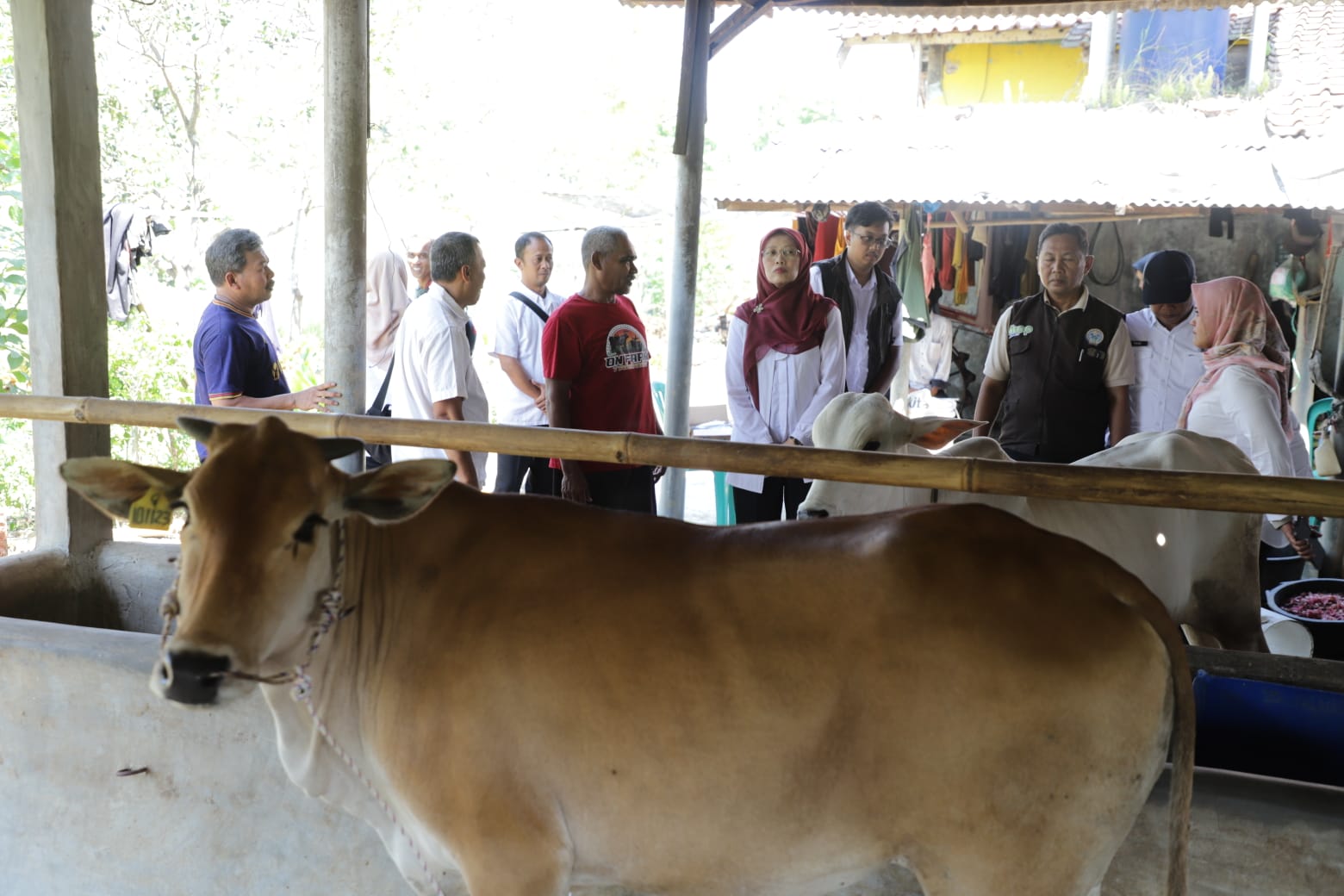24 Bibit Sapi Dibagikan ke Peternak Jabar, Ada Sapi Pasundan untuk Ciamis