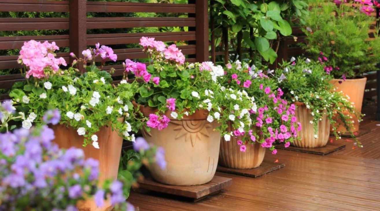 5 Tanaman Minimalis Outdoor Pembawa Hoki, Pilihan Cantik untuk Teras dan Halaman Rumah