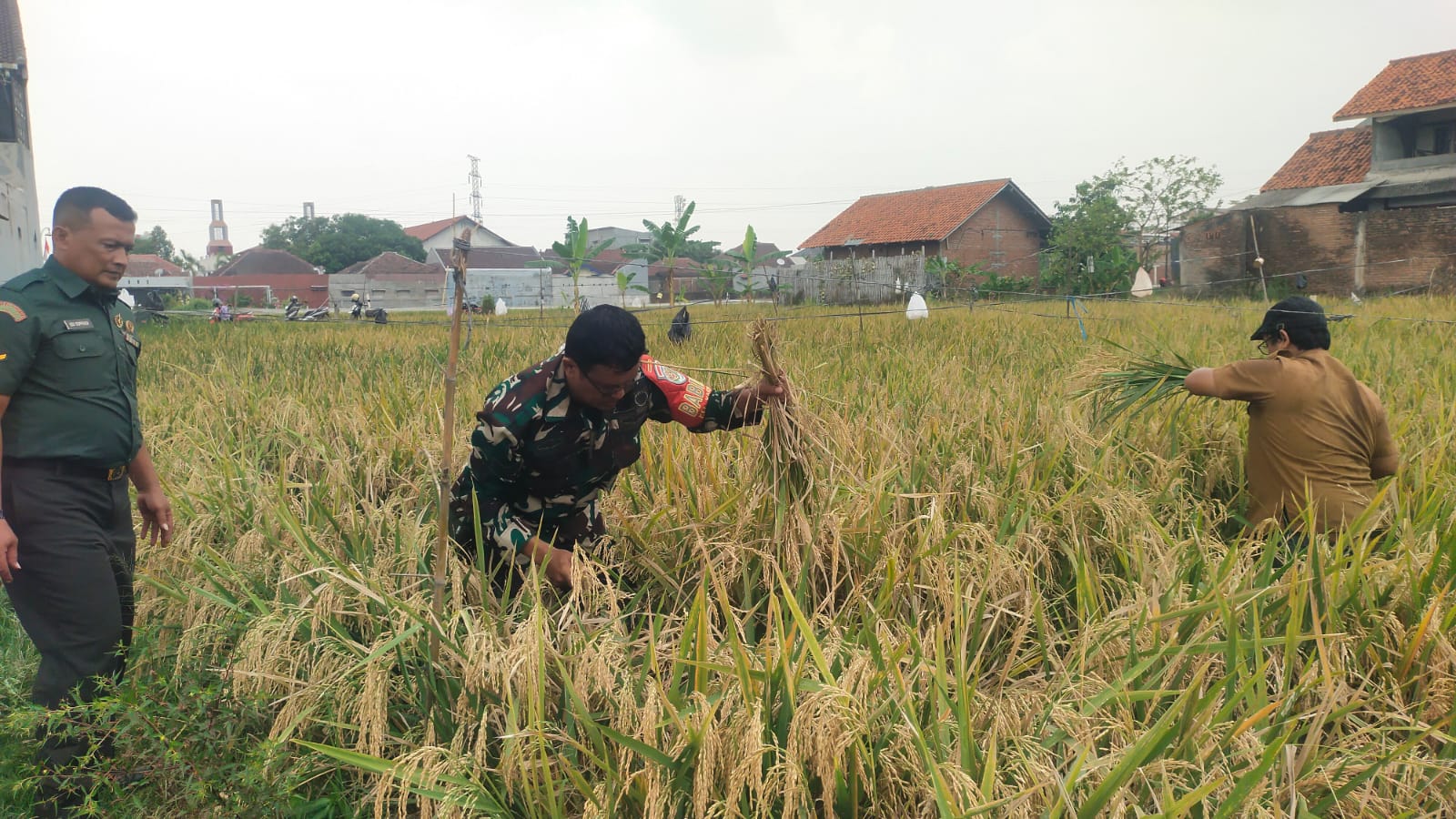 Babinsa Bersama Dinas Pertanian Dampingi Poktan Jayamulya Panen Padi di Kelurahan Karyamulya