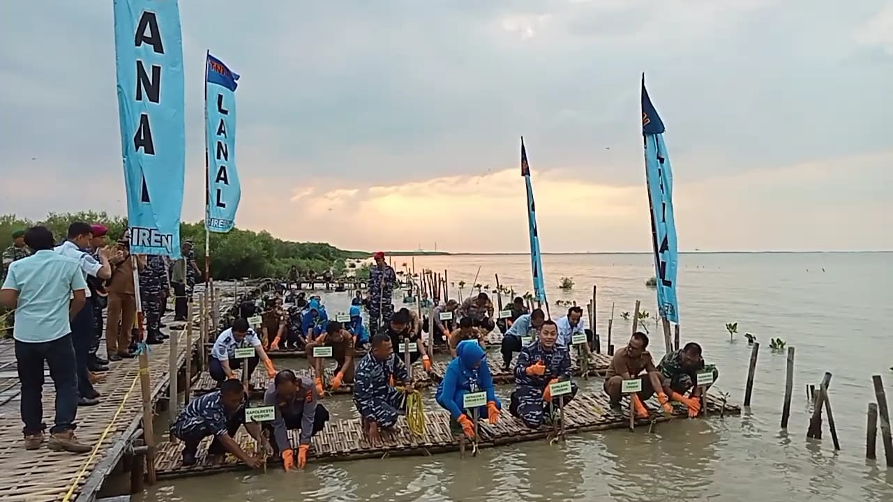 Danlanal Cirebon Tanam Mangrove di Kalipasung, Berikut Tujuannya