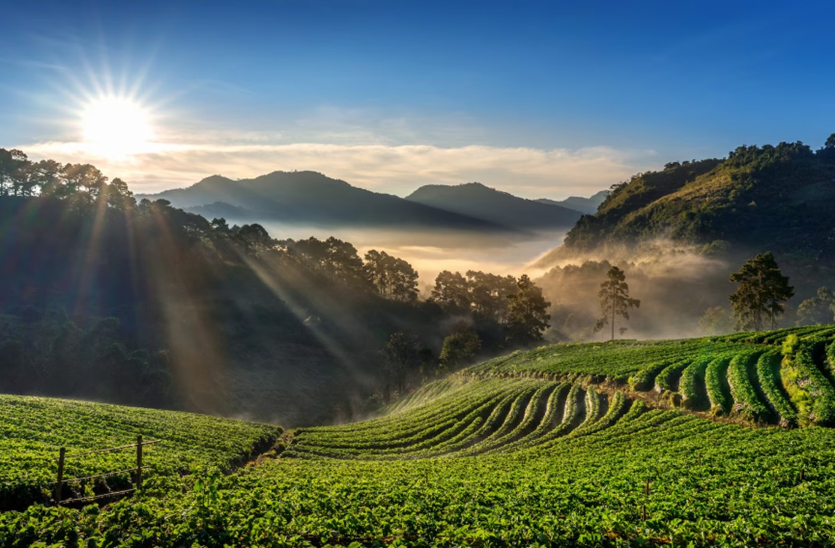 Hidden Gem Majalengka! Kebun Teh Cipasung Sejuknya Bikin Lupa Pulang