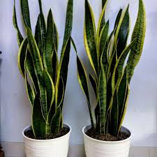  Percantik Rumah Sekaligus Tarik Rezeki, Ini 5 Tanaman Fengshui yang Gampang Dirawat