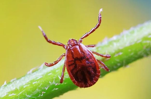 Waspada! Muncul Virus Baru Bernama Wetland, Media Penyebarannya Lewat Gigitan Kutu