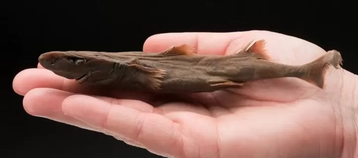 Dwarf Lantershark, Hiu Paling Kerdil Didunia, Segini Ukurannya