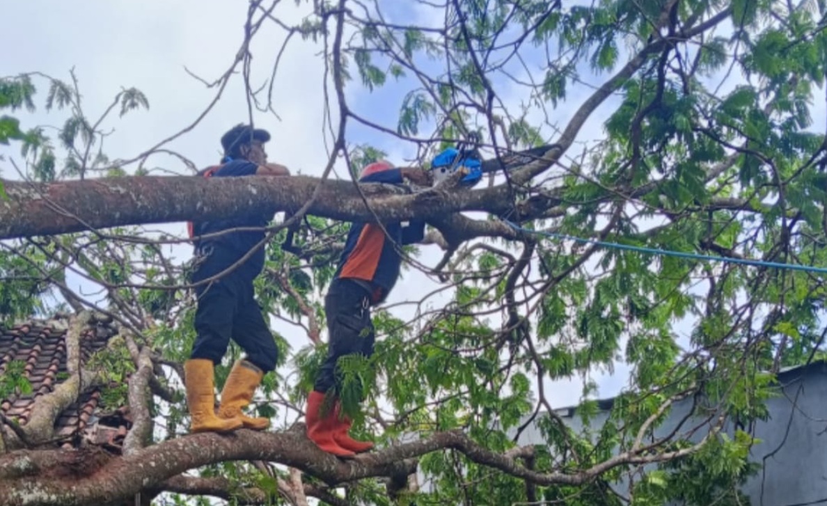 BPBD Kuningan Keluarkan Peringatan Dini Cuaca Ekstrem, Warga Diminta Waspada Pohon Tumbang