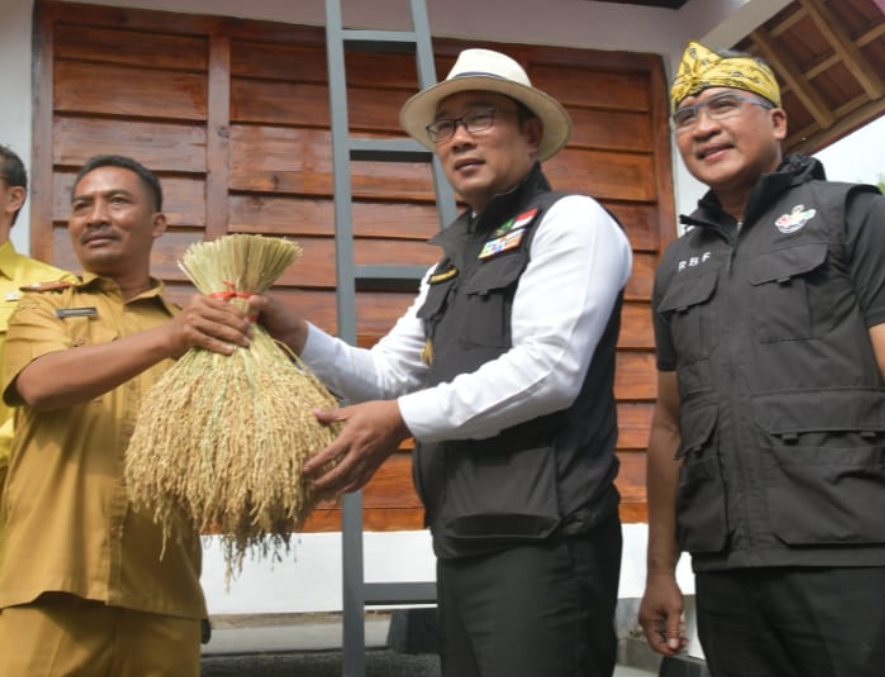 Kunjungi Kabupaten Cirebon, Ridwan Kamil Resmikan Program Tapal Desa Leuit Juara