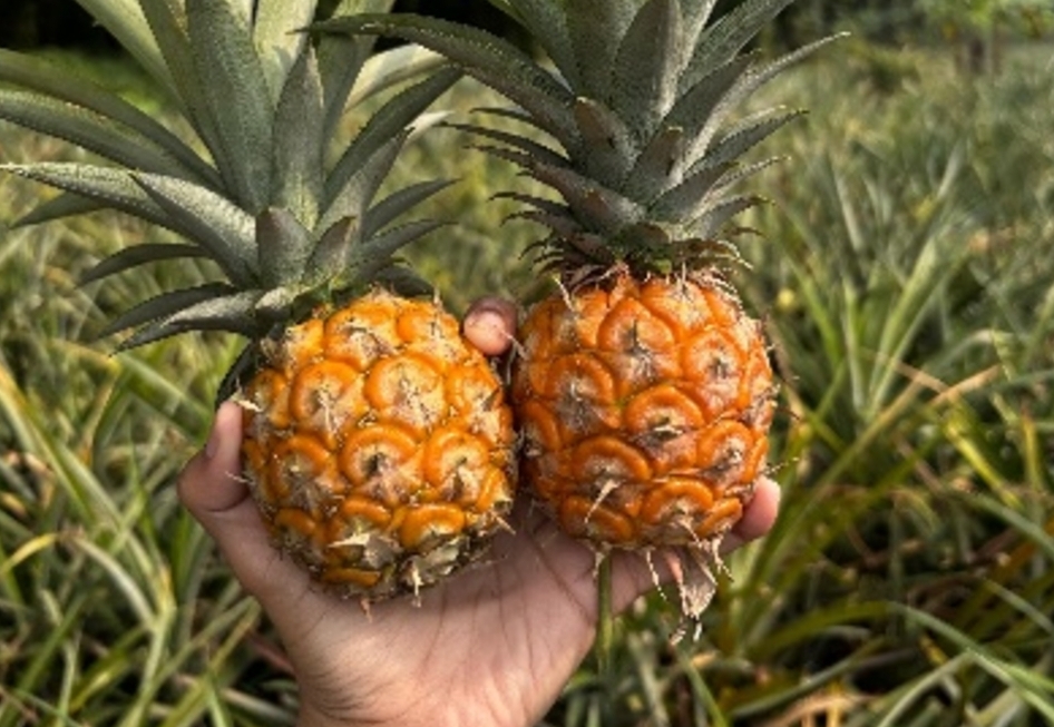 Berkunjung ke Desa Kumpay Jalancagak Subang, Penghasil Nanas dan Pisang
