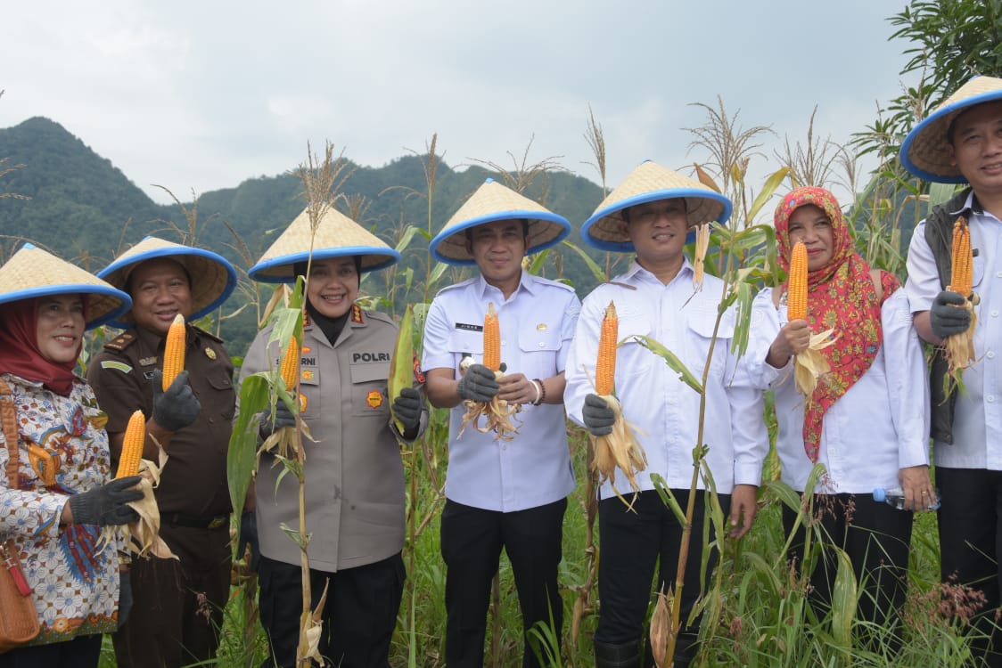 Panen Raya Jagung Jadi Bukti Konkret Kabupaten Cirebon Dukung Program Ketahanan Pangan