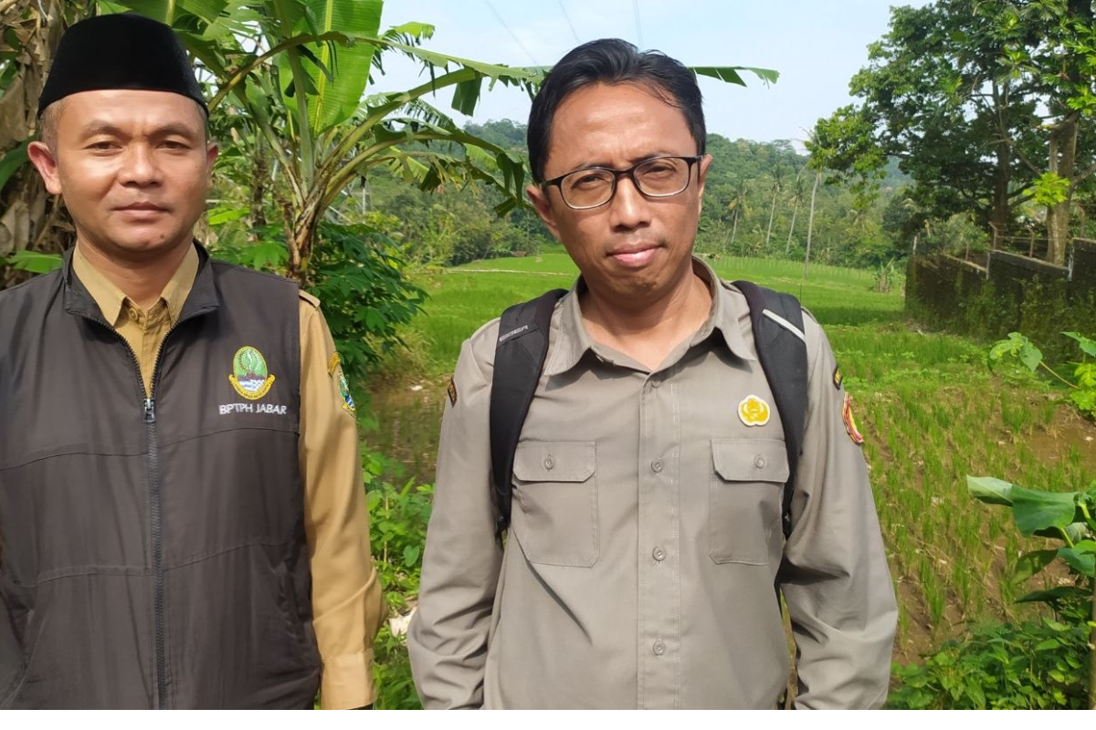 Curah Hujan Majalengka Tinggi, Ancaman Hama Padi di Sindangwangi Meningkat