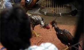 Judi Sabung Ayam Marak di Pegagan Lor Kapetakan