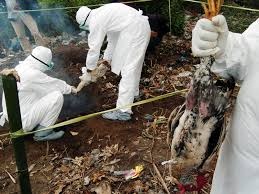 Waspada, Puluhan Ayam di Weru Mati Mendadak Terindikasi Flu Burung