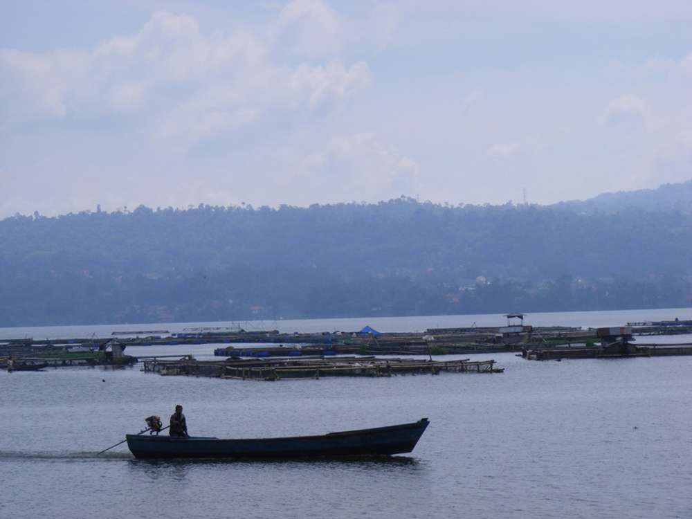 Tiap Ganti Musim Ratusan Ton Ikan Mati