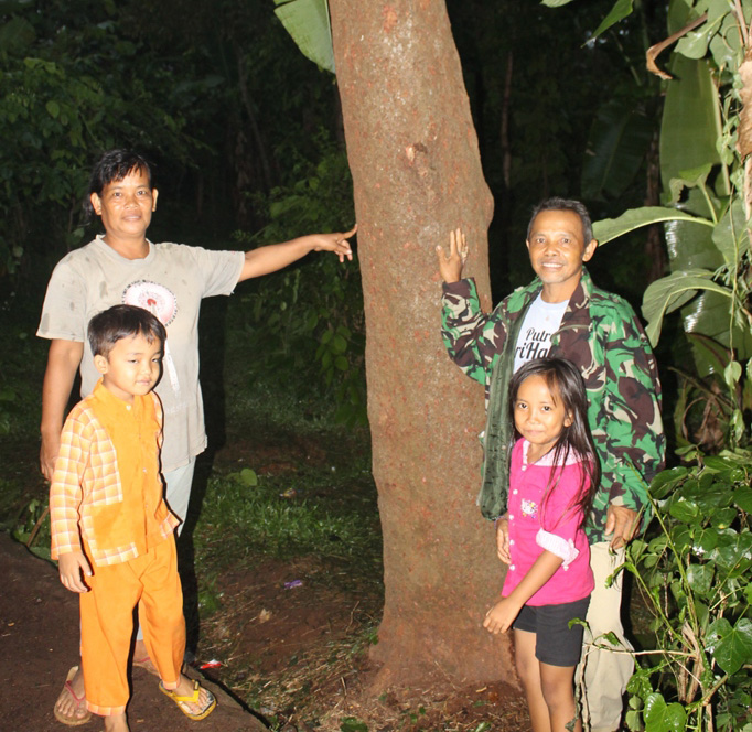 Pohon Petay ”Menangis” Hebohkan Desa Cipetir