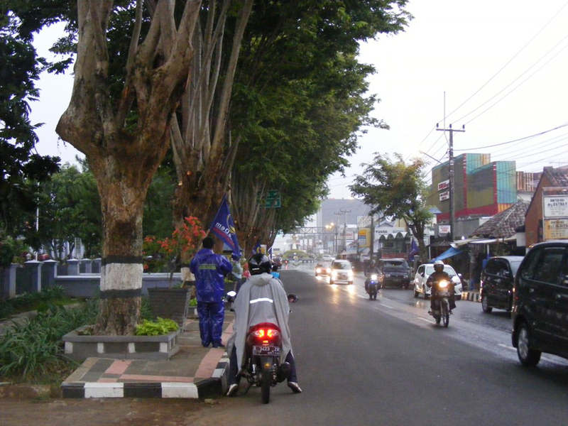 Musim Hujan, Waspadai Pohon Tumbang