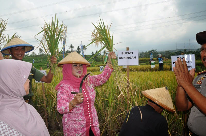 Kuningan Surplus Beras 75,334 Ton