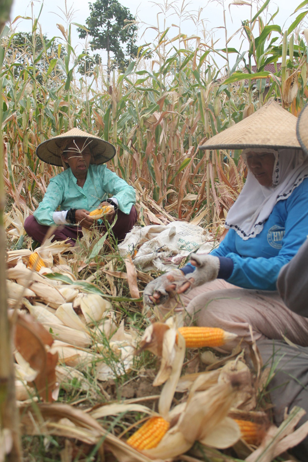 960 Hektare Lahan Pertanian ”Hilang”