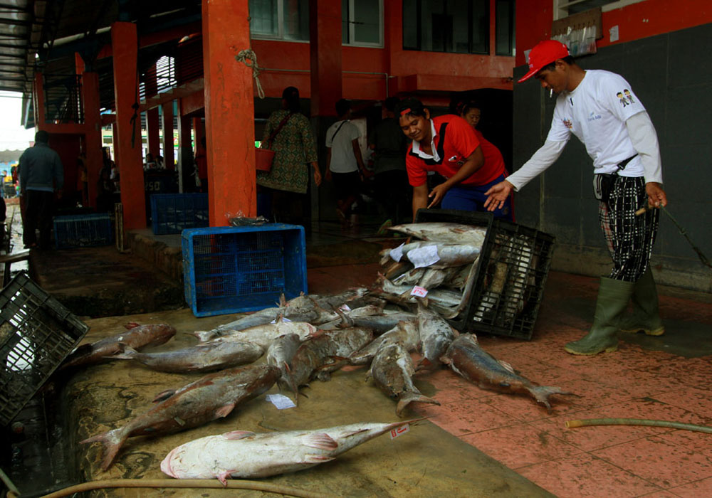 Permintaan Ikan Jelang Tahun Baru Diprediksi Meningkat 20 Persen