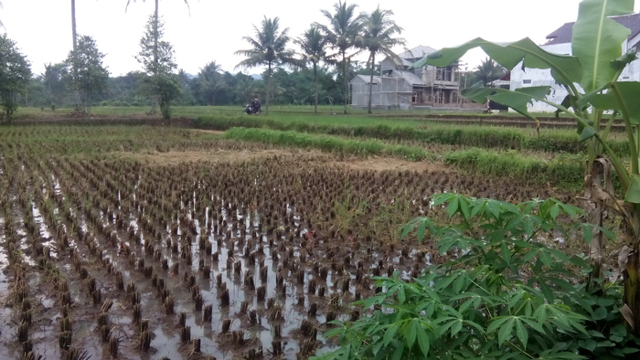 Keluhkan Panen Hanya Sekali