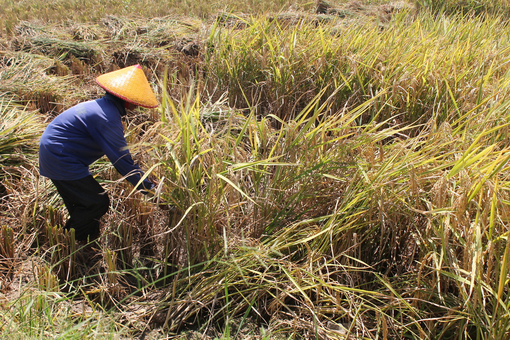 Beras Turun, Giliran Bawang Naik