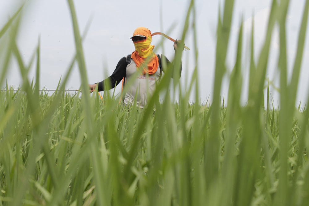 Banyak Galian, Kabupaten Cirebon Krisis Sawah