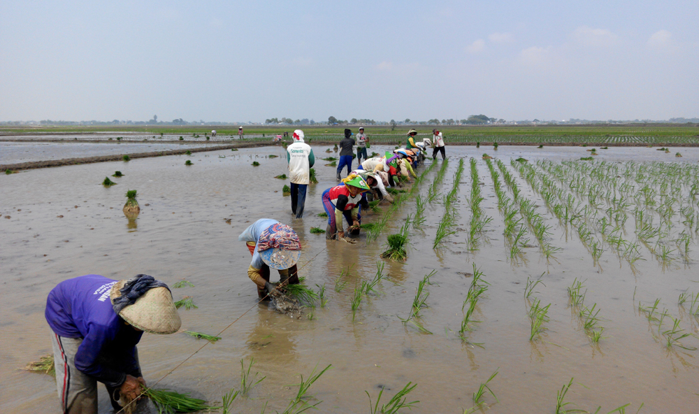 Kejar Target 10 Juta Ton, Bupati Genjot Sistem Jarwo